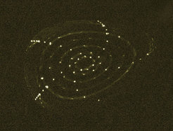Der Beweis: Der Fluoreszenzstab macht geschlossene, ineinander liegende magnetische Flächen sichtbar – der Magnetfeldkäfig für das Plasma ist so wie er sein soll.