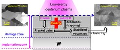 Schematische Darstellung des neuen Schädigungsmechanismus: Deuteriumionen erzeugen Frenkelpaare (Leerstelle und Zwischengitteratom). Im Wolframgitter gelöstes Deuterium kann eine Leerstelle stabilisieren, und verhindern, dass diese Leerstelle mit dem Zwischengitteratom schnell wieder rekombiniert. Die beiden Rasterelektronenmikroskopaufnahmen zeigen eine Wolframoberfläche vor der Plasmaexponierung (links) und danach. Die Schädigung der Oberfläche durch die Plasmabehandlung ist deutlich sichtbar.