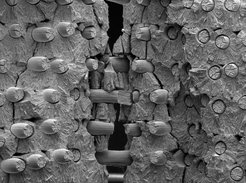 A specimen of tungsten-fibre-reinforced tungsten after a breaking test, viewed through an electron microscope. The plastically deformed and ruptured tungsten fibres in the brittle, broken tungsten matrix reveal the processes that contribute to enhancement of the material’s fracture toughness. The fibres have a diameter of 150 micrometres.